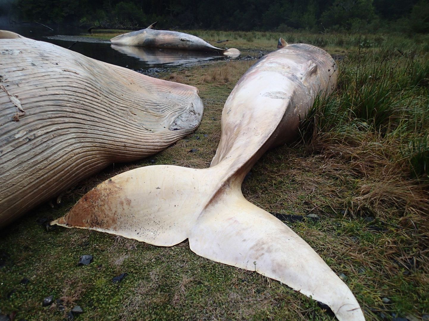 Ka selle aasta aprillis uhuti Tšiilis Caleta Buenas kaldale 337 surnud vaala.