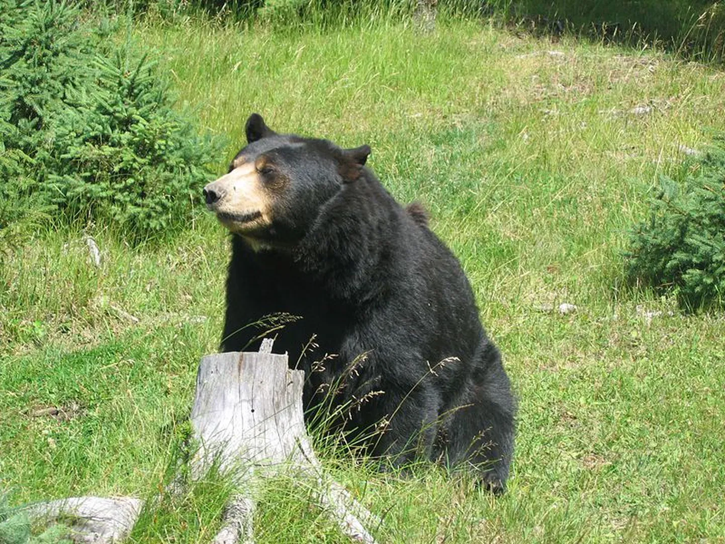 Baribal (Ursus americanus)
