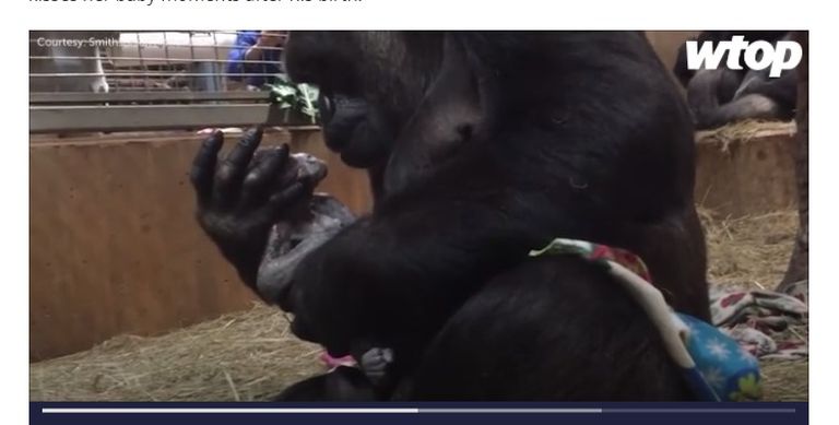 Gorilla sünnitus