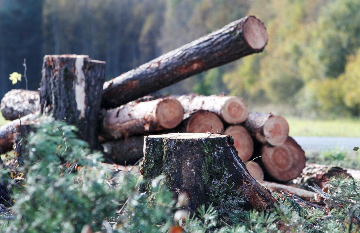 Sertifikaat annab metsaomanikule audiitori kinnituse, et tema metsa on majandatud keskkonnasäästlikult.