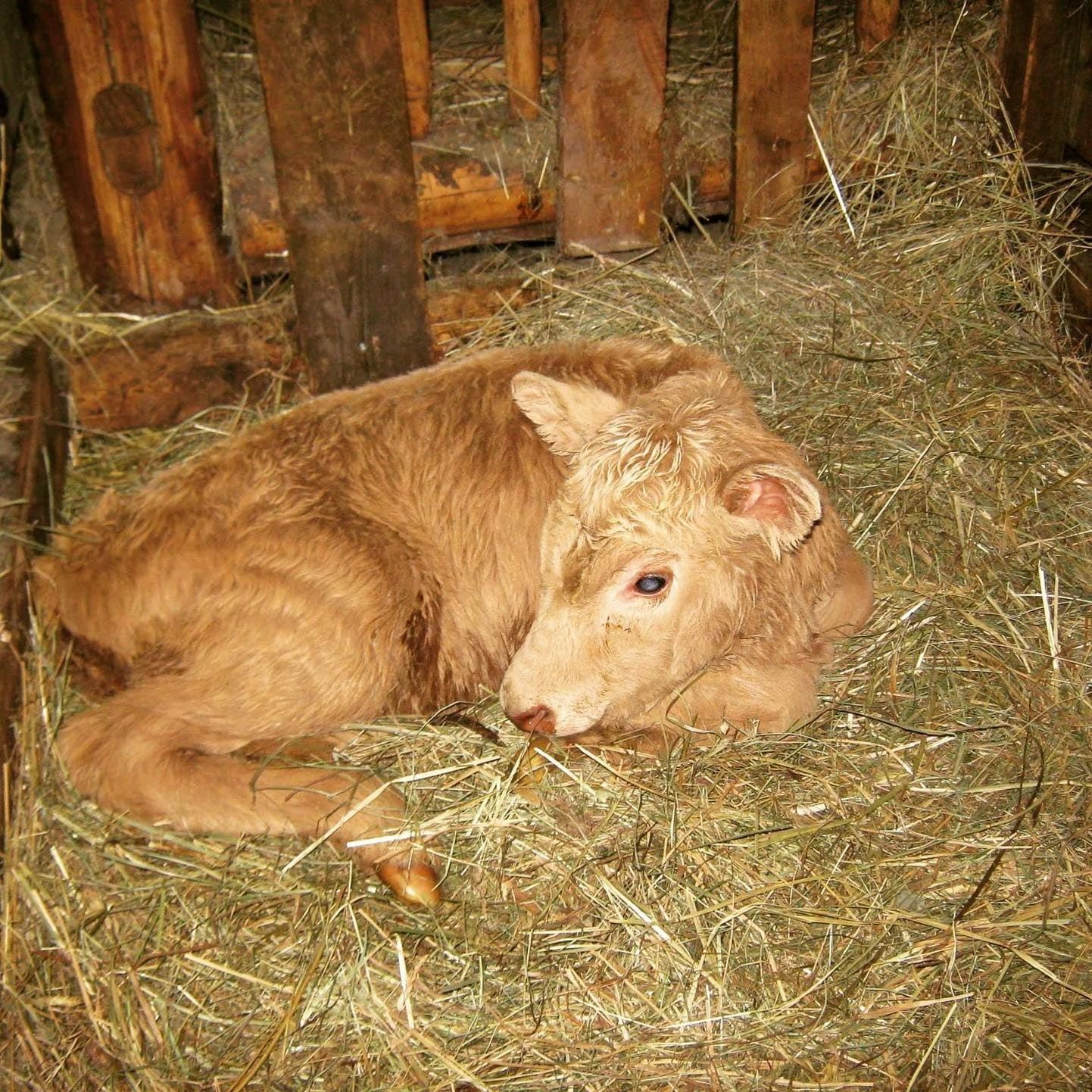 19. jaanuaril sündinud lehmvasika nimeks sai Mirsik.