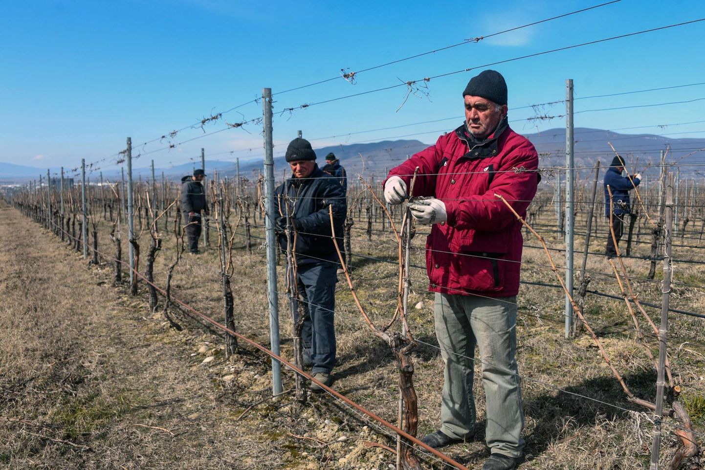 Gruusia väidab end olevat veini sünnimaa. Pildil kevadised ettevalmistustööd viinamarjade kasvatamiseks Saguramos, umbes 40 kilomeetri kaugusel pealinnast Thbilisist läänes. FOTO: Vano Shlamov/Afp/Scanpix