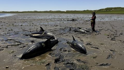 Ühendriikide idarannikul uhuti kaldale ajaloo suurim arv delfiine