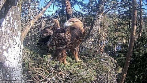 Ohepalu kaljukotkad alustasid pesitsusega