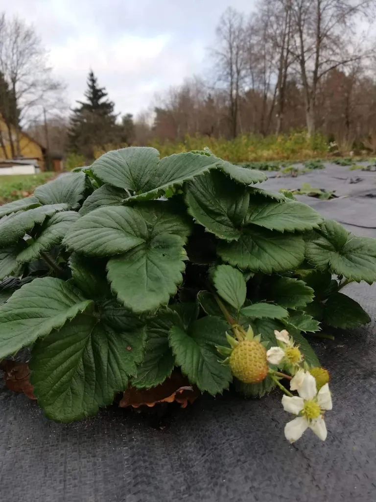 Raksta foto