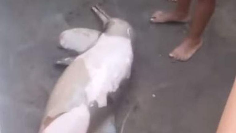 Argentīnas pludmalē miris delfīnu mazulis 