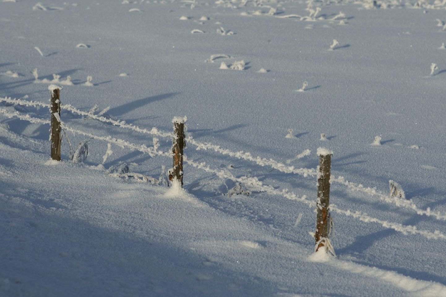 Küünlakuu esimene täisnädal kostitab läbivate külmakraadidega ja pakub jõudumööda ka lumelisa. Foto on illustreeriv.