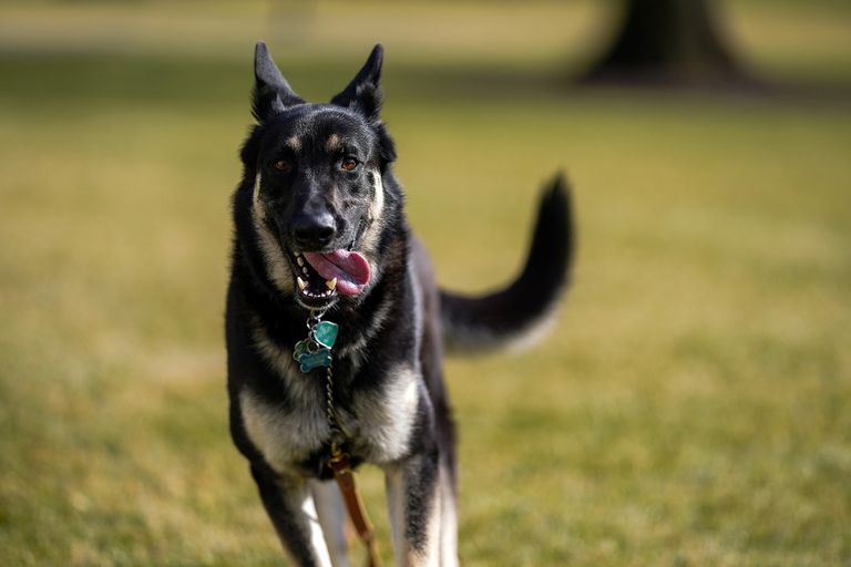 Майор, одна из семейных собак президента США Джо Байдена и первой леди Джилл Байден, исследует Южную лужайку после прибытия из Делавэра в Белый дом в Вашингтоне. Пес присоединился к семье в 2018 году.