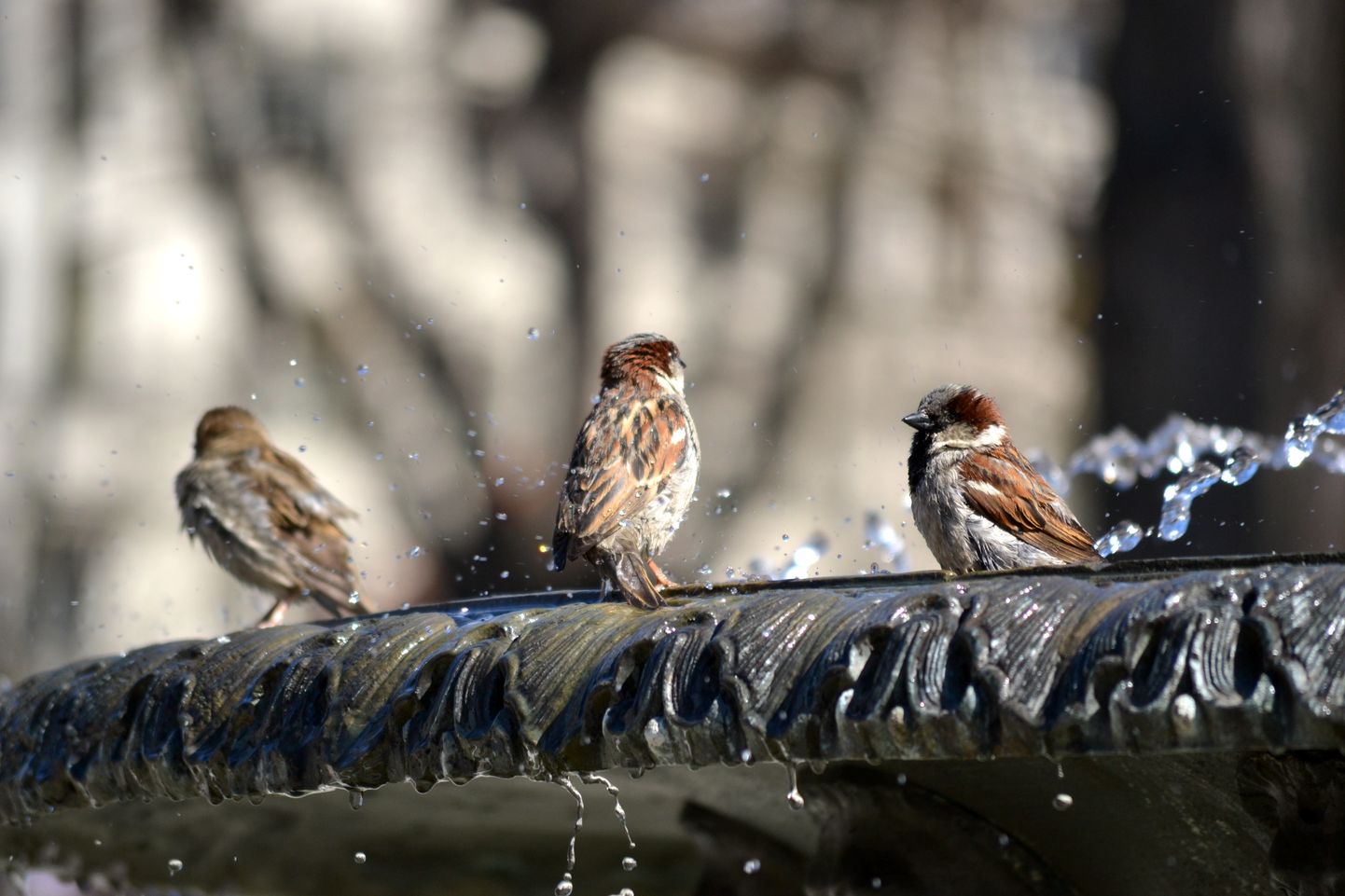 Zvirbuļi mazgājas Vērmanes dārza strūklakas ūdenī.