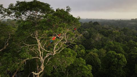 Amazonase vihmametsade hävinemine on viimase viie aasta madalaim