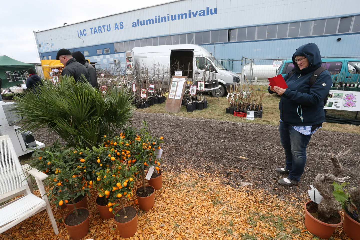 Vilju täis kumkvaadipuud Maamessil.