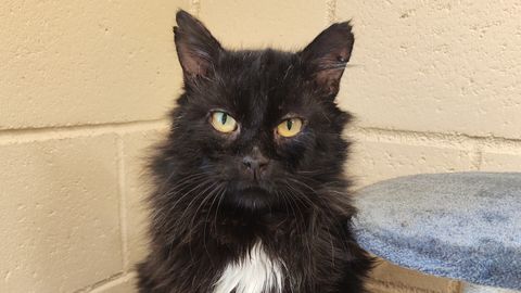 KODUOTSIJA ⟩ Sõbralik sülekass Lukas otsib oma inimest