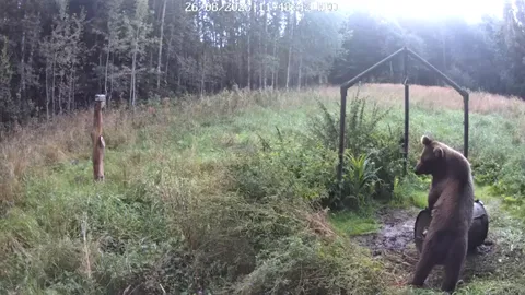 VIDEO ⟩ Näljane karu maadles Viljandimaal söödatünniga