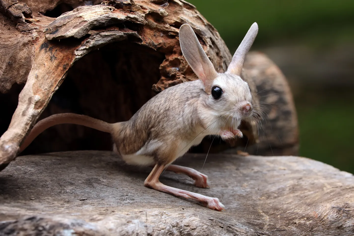 Garausainā Jerboa. Ilustratīvs attēls