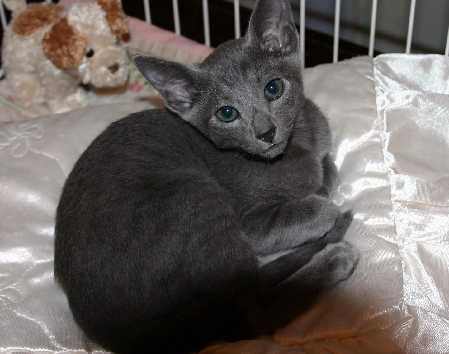Fotol olev kass külastas kassinäitust 2007. aastal.