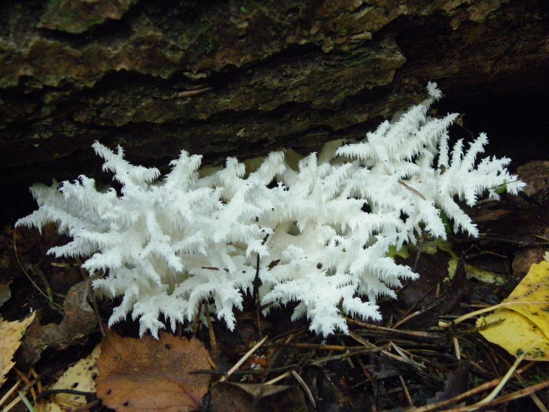 Ida-Virumaa metsast leitud harunev korallnarmik.