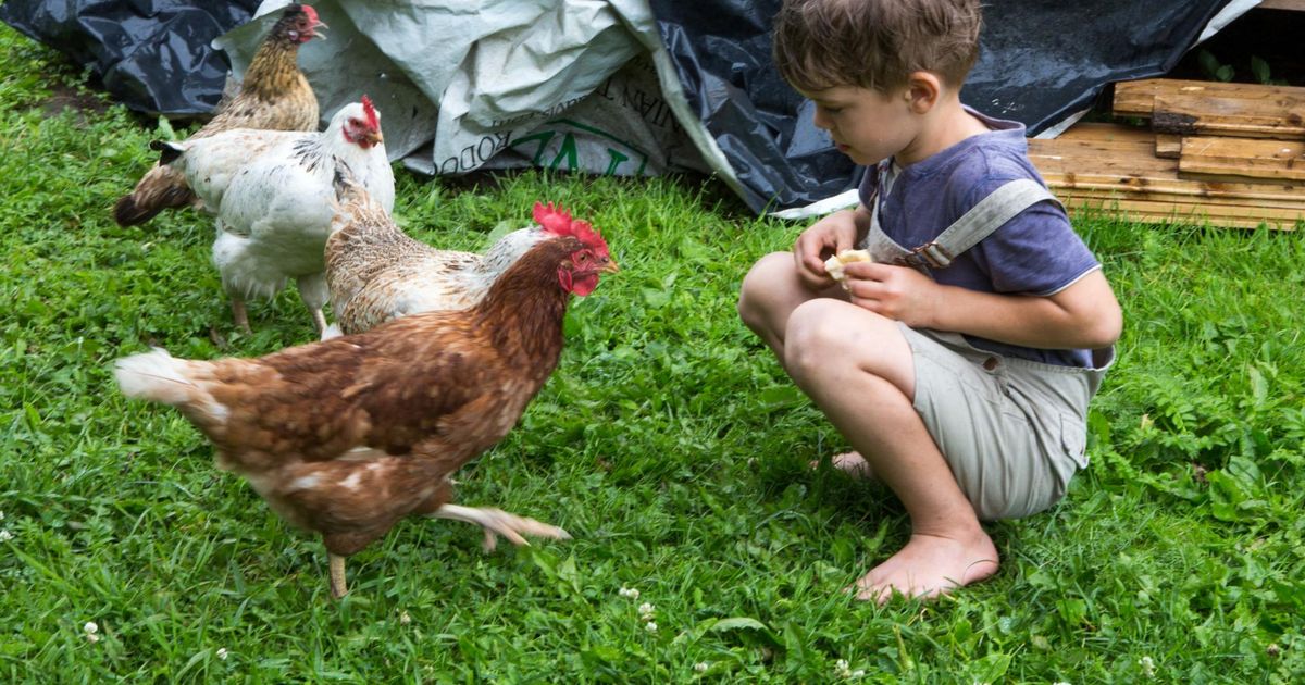Hobikanakasvatajad saavad raamatutarkust juurde