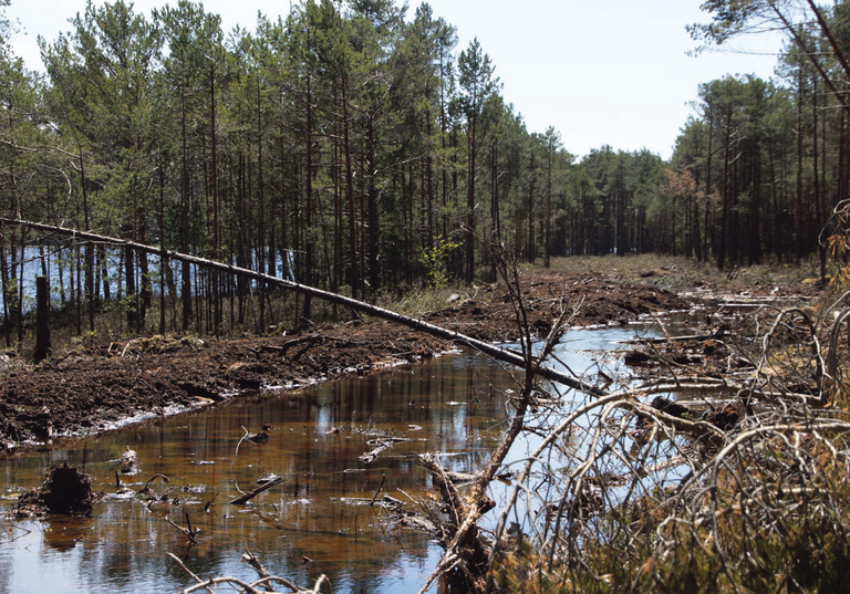 Сразу после восстановления водного режима болото выглядит как любой другой участок под застройку, но природа на болоте восстановится уже за несколько лет.