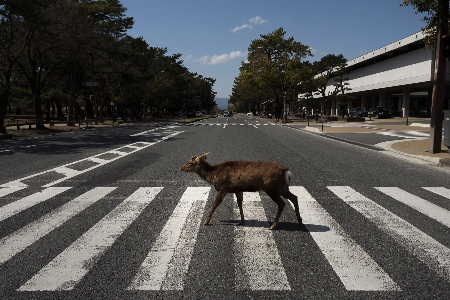 Hirv Jaapani Nara linna ülekäigurajal.