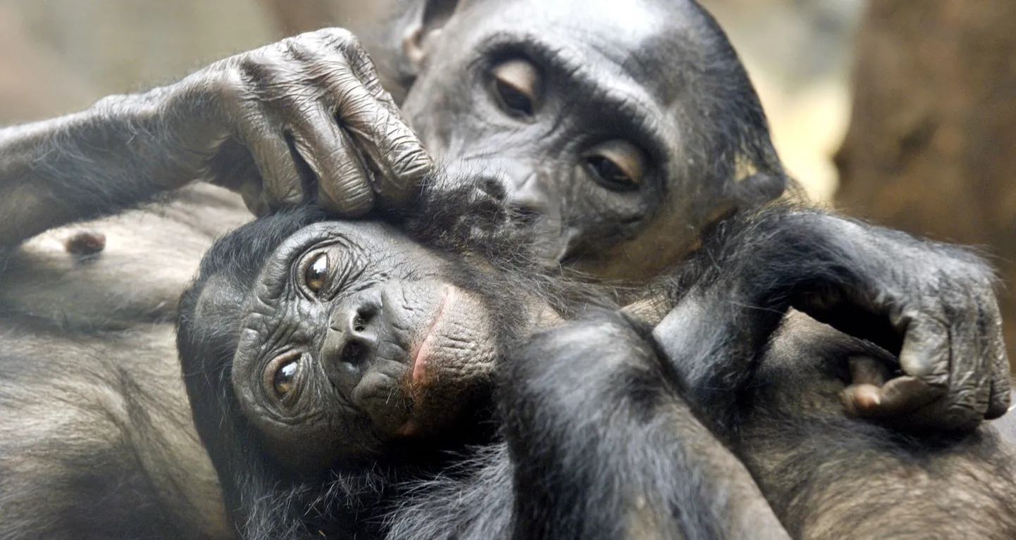 Kääbusšimpansid.