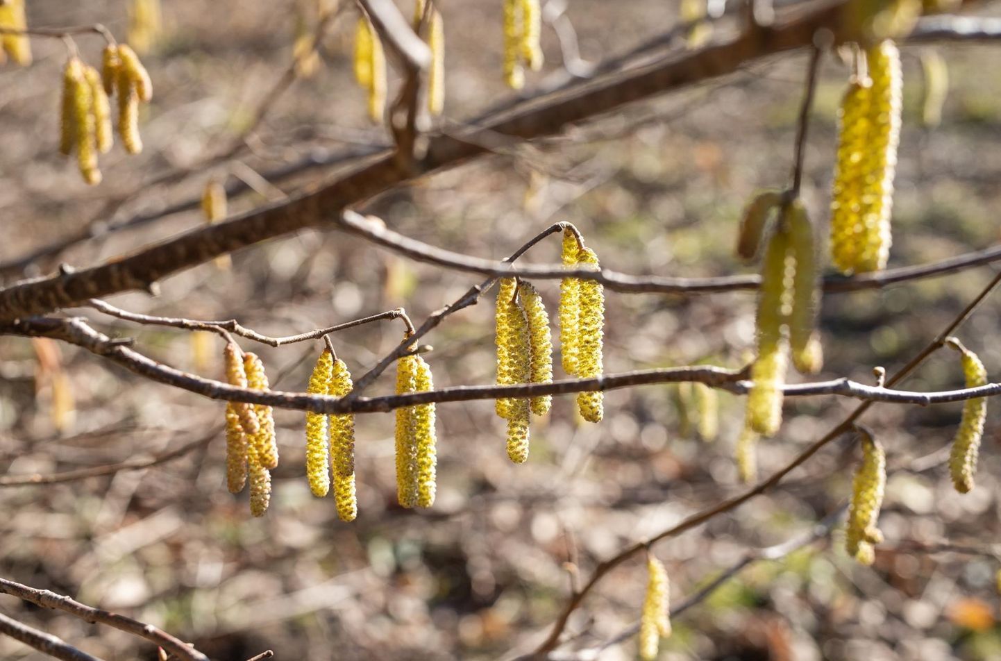 Kevad paneb urvad õitsema ja allergikud aevastama.