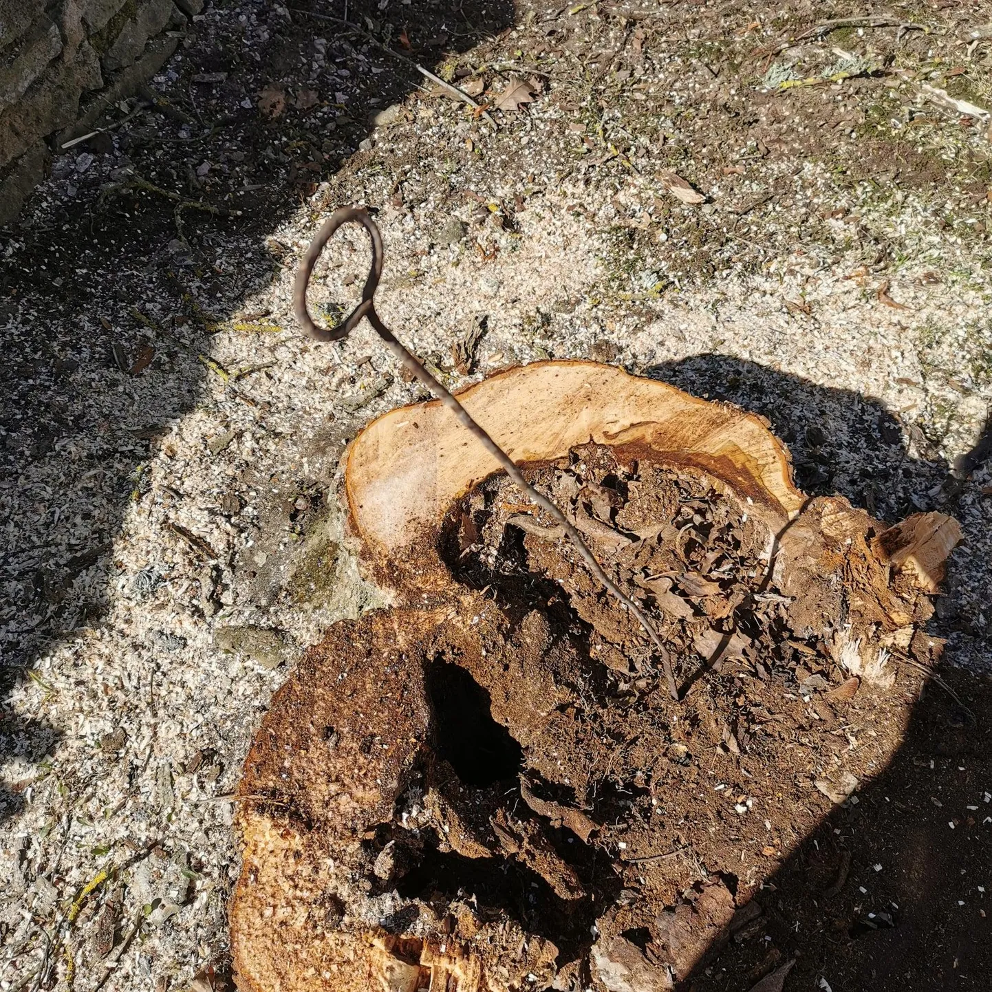 Arboristi saekett takerdus ühtäkki mingi kummalise esme vastu. Hiljem tuli välja, et tegemist on šašlõkivardaga.