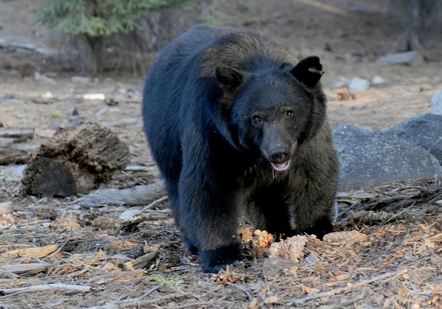 Baribal (Ursus americanus)