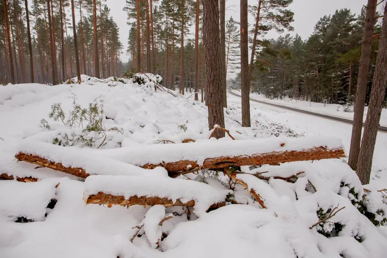 RMK tegi möödunud aasta lõpus vana Ikla maantee ääres luitemetsas aegjärgset raiet, mille kohus kohalike taotlusel peatas ja keskkonnaamet hiljem tühistas.
