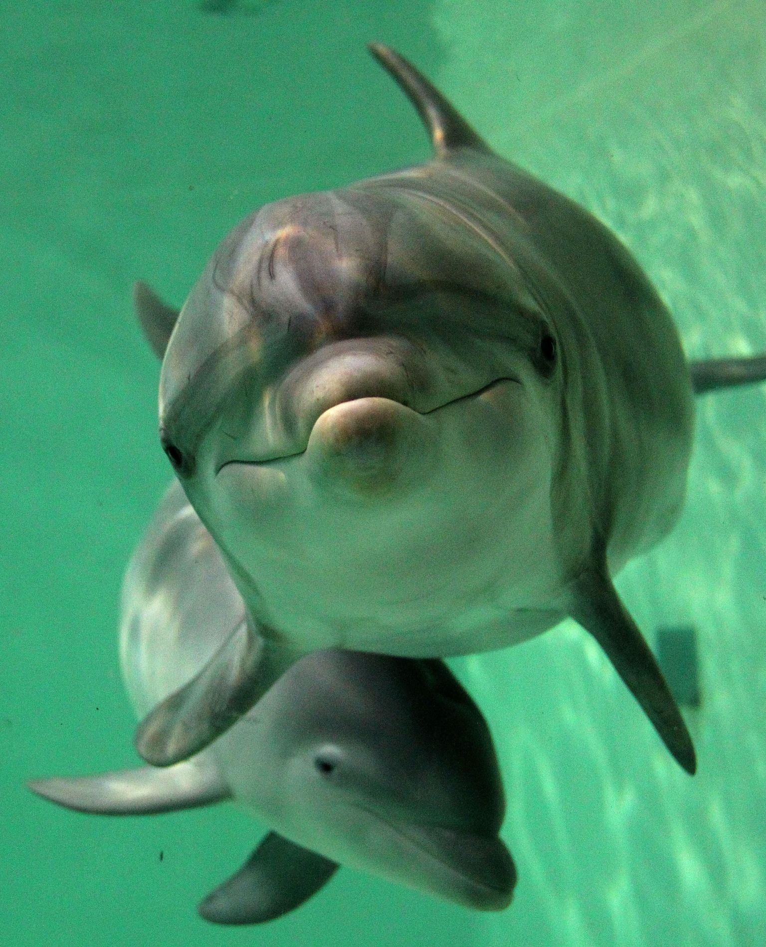 Delfiinil on akvaariumis väga kehvad tingimused.