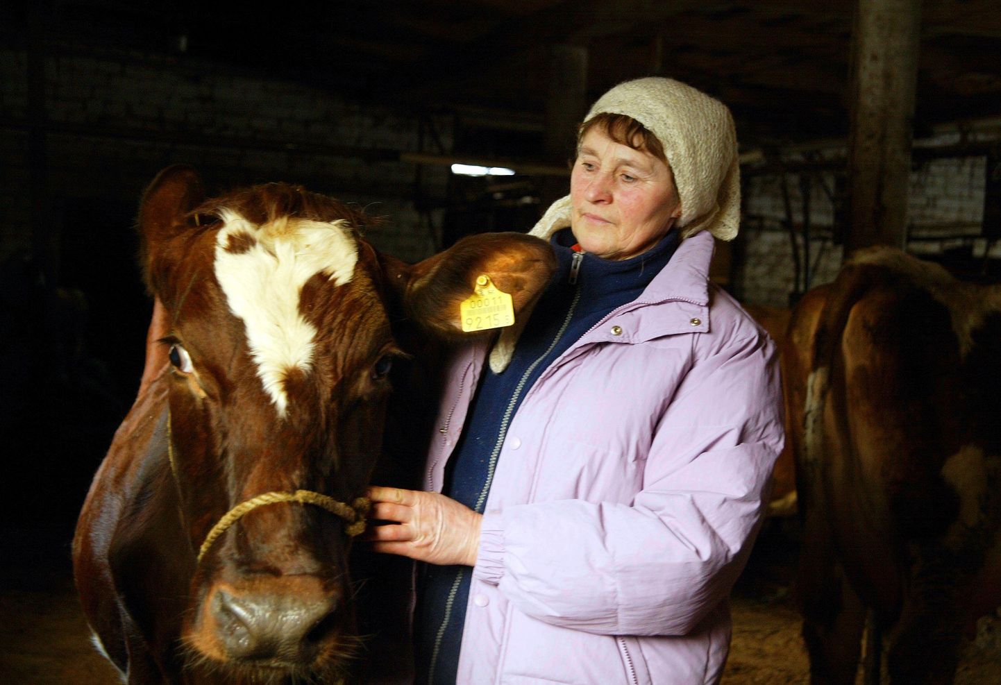 Ligi 30 aastat Viljandimaal piimakarja aretamisega tegelenud Lea Puur on olnud üks neist, kes on pidanud kriisi tõttu põllumajanduses oma karjast loobuma.