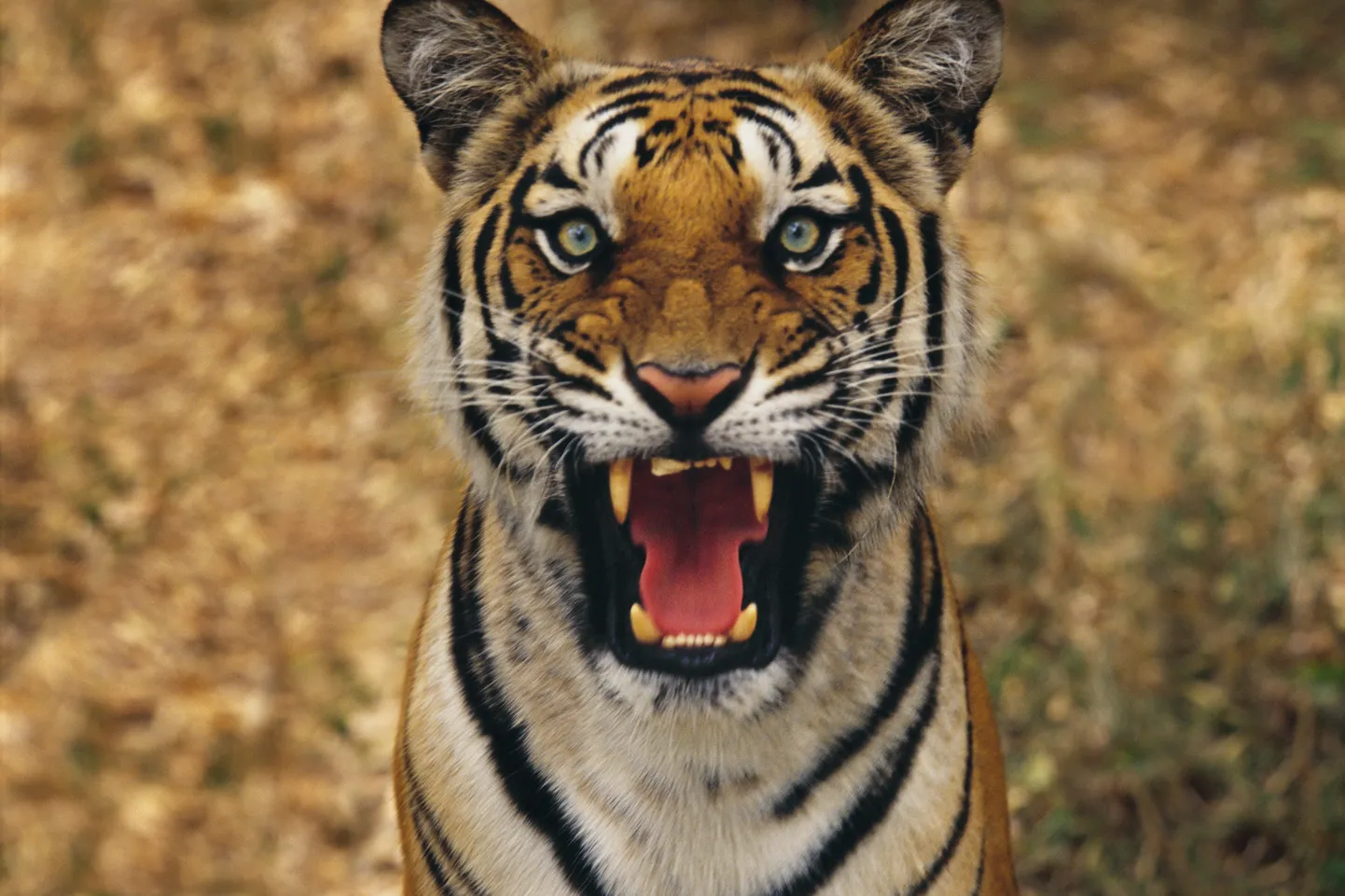 Tiiger
