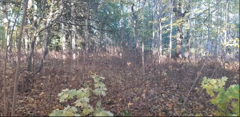 Кладбище заросло кустарником.