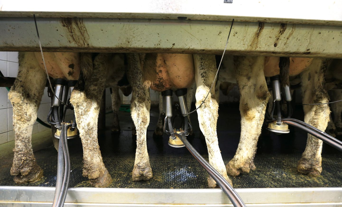 Jõudluskontrollialuste lehmade 2019. aasta keskmine piimatoodang oli 10 114 kg.