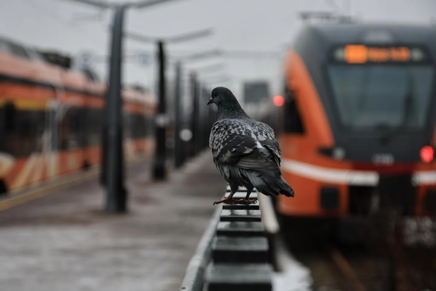 Elroni rongid Balti jaamas ja inimesed vagunitesse tõttamas. FOTO: Mihkel Maripuu