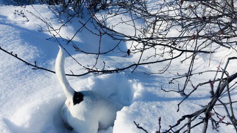 Sniega segas augstums Dagdā sasniedzis pusmetru