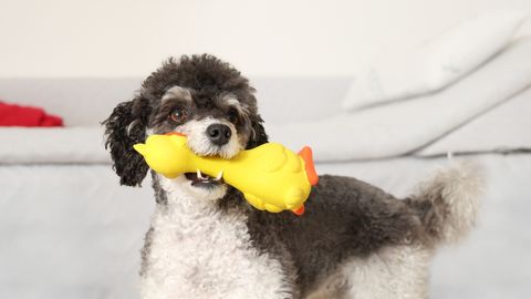 Stress or Fun? Expert Explains How Squeaky Toys Affect Dog Behavior and Emotions