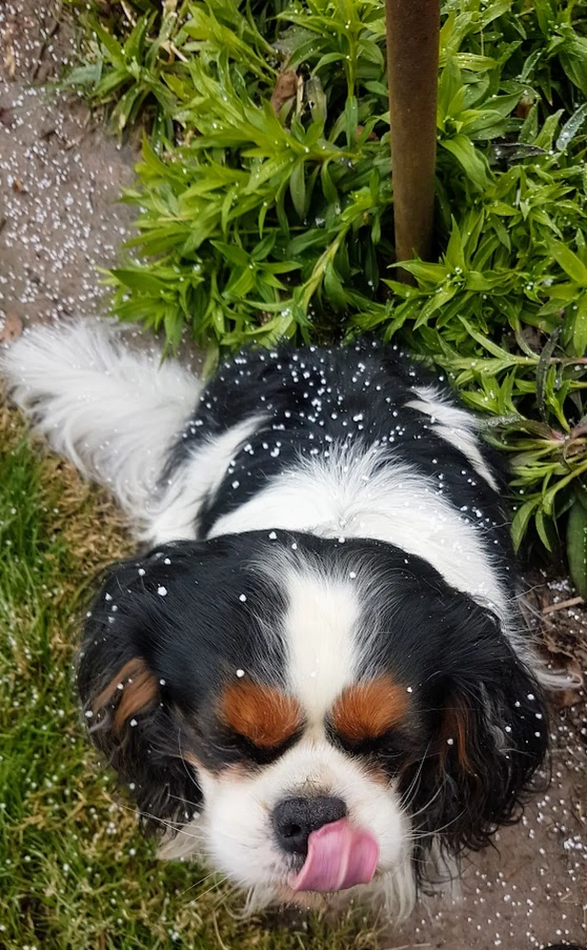 «Juunikuus lumi on maas». Tartumaal leidis üks Cavalier juunikuus lund, mida limpsata