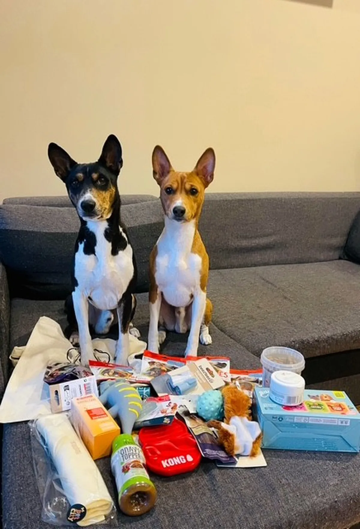Basenji'd Franky ja Carlos, kes paistsid oma fotoga eriliselt silma fotokonkursil «Lemmikute jõulud» ning said auhinnapaki, mille pani kokku PetCity.​