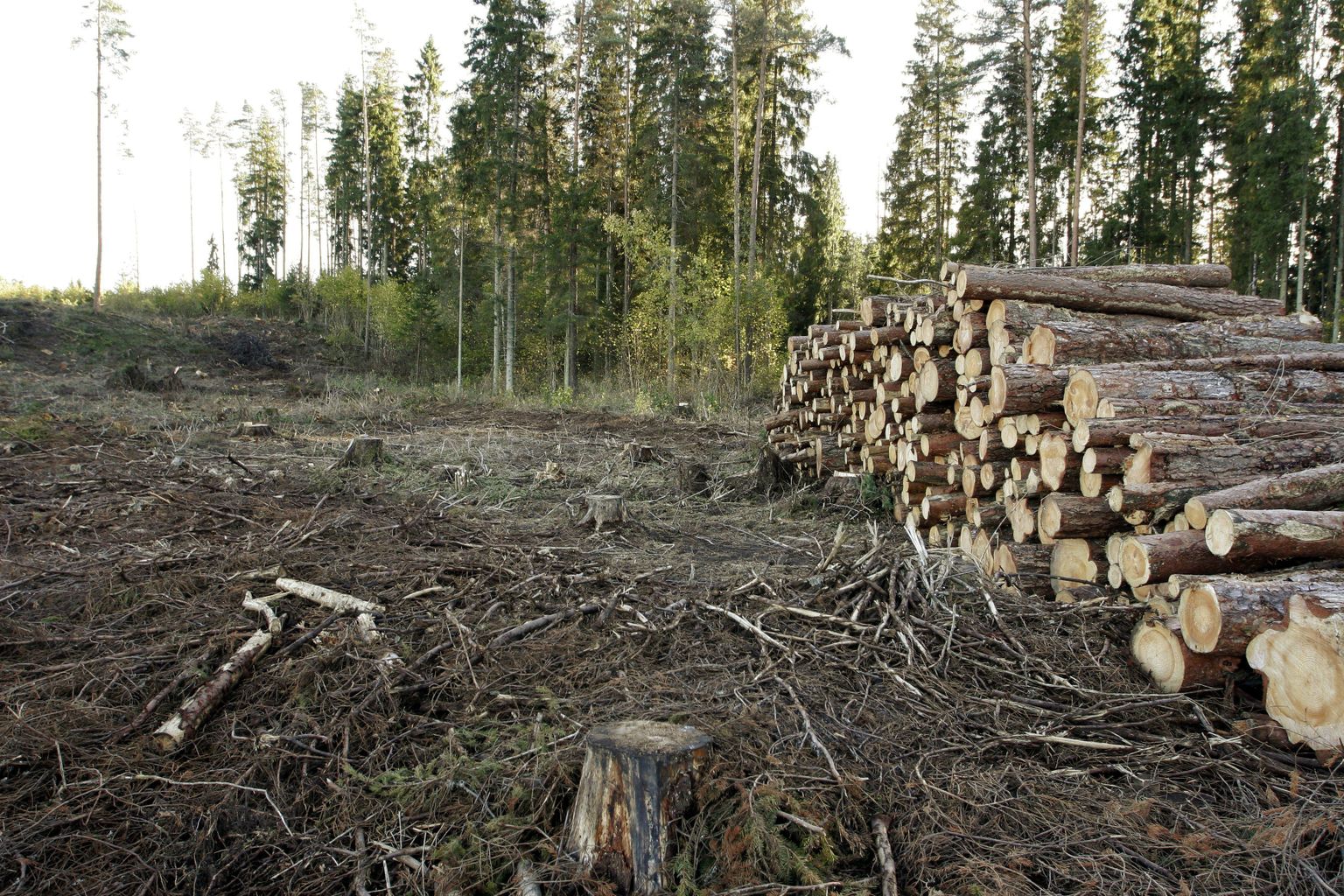 Вырубка леса. Иллюстративное фото.