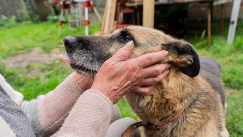 8 aastat ketis virelenud koer Roosi ootas surma, kuid ühel päeval võttis tema elu uskumatu pöörde