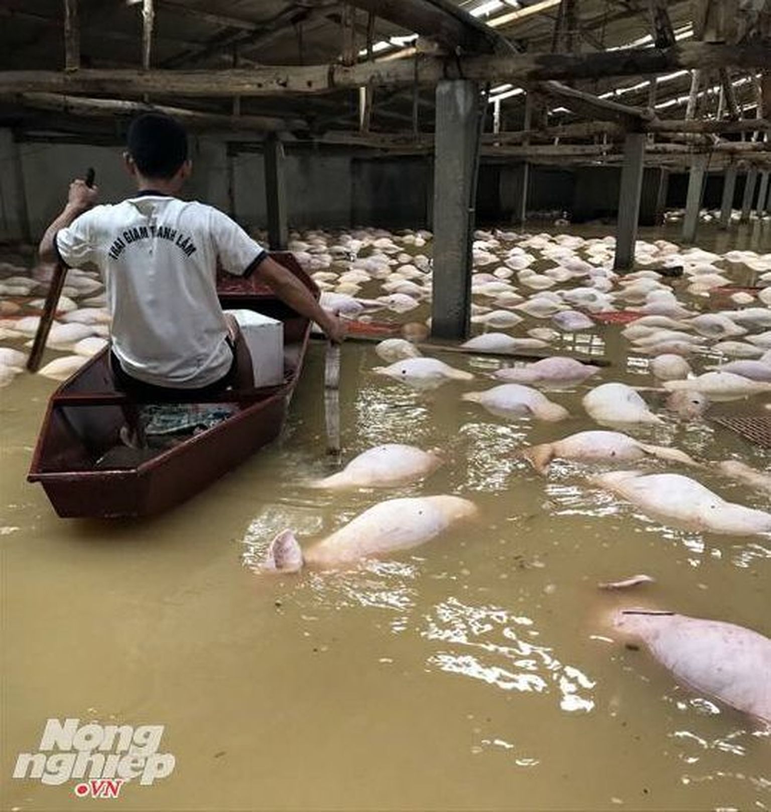Üleujutus Vietnamis tappis tuhandeid sigu