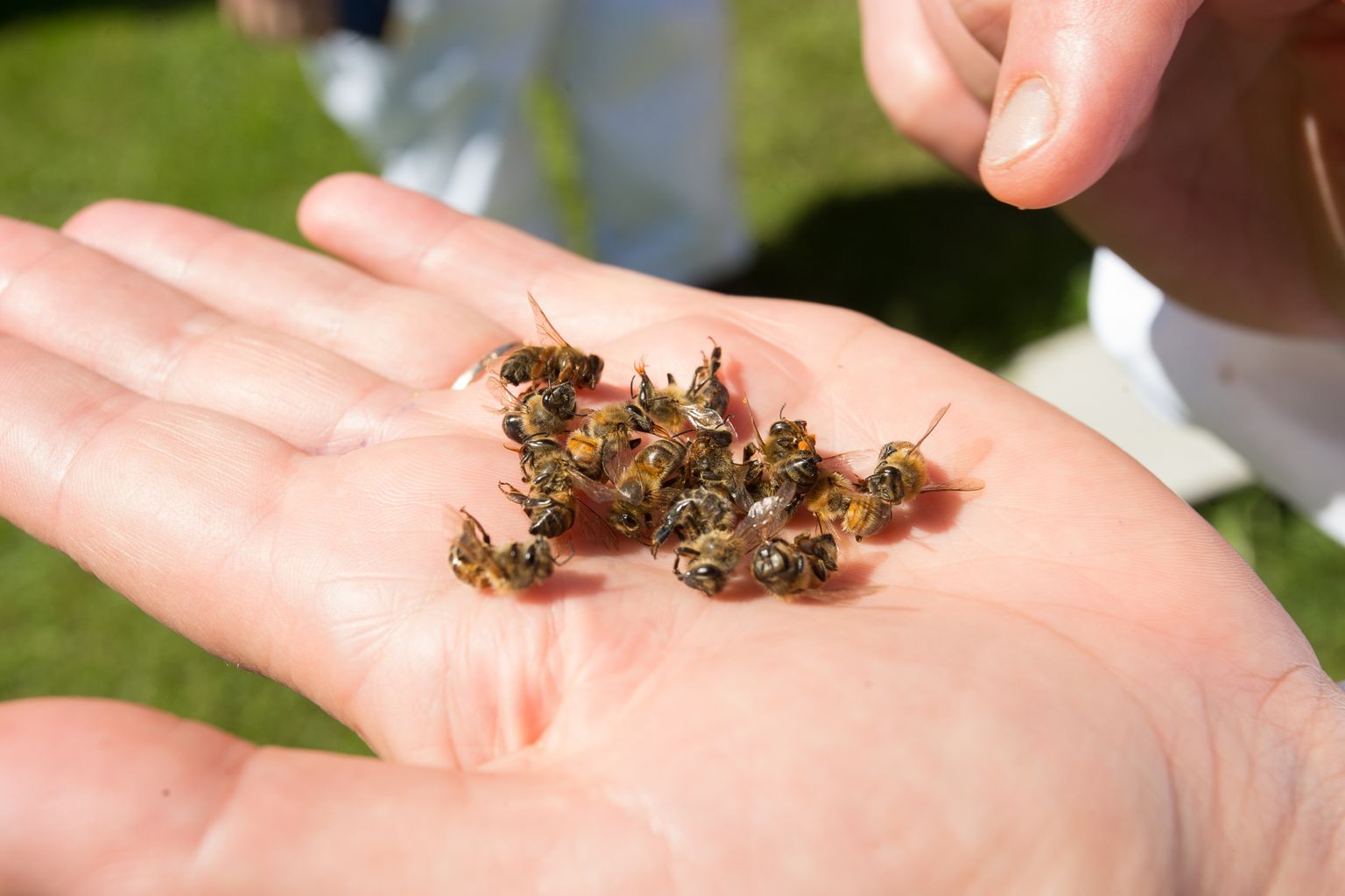 Mesilasi hukutanud mürki otsides võtavad ametnikud proove nii ümbruskonna suurpõldudelt kui ka väiksematest aedadest.