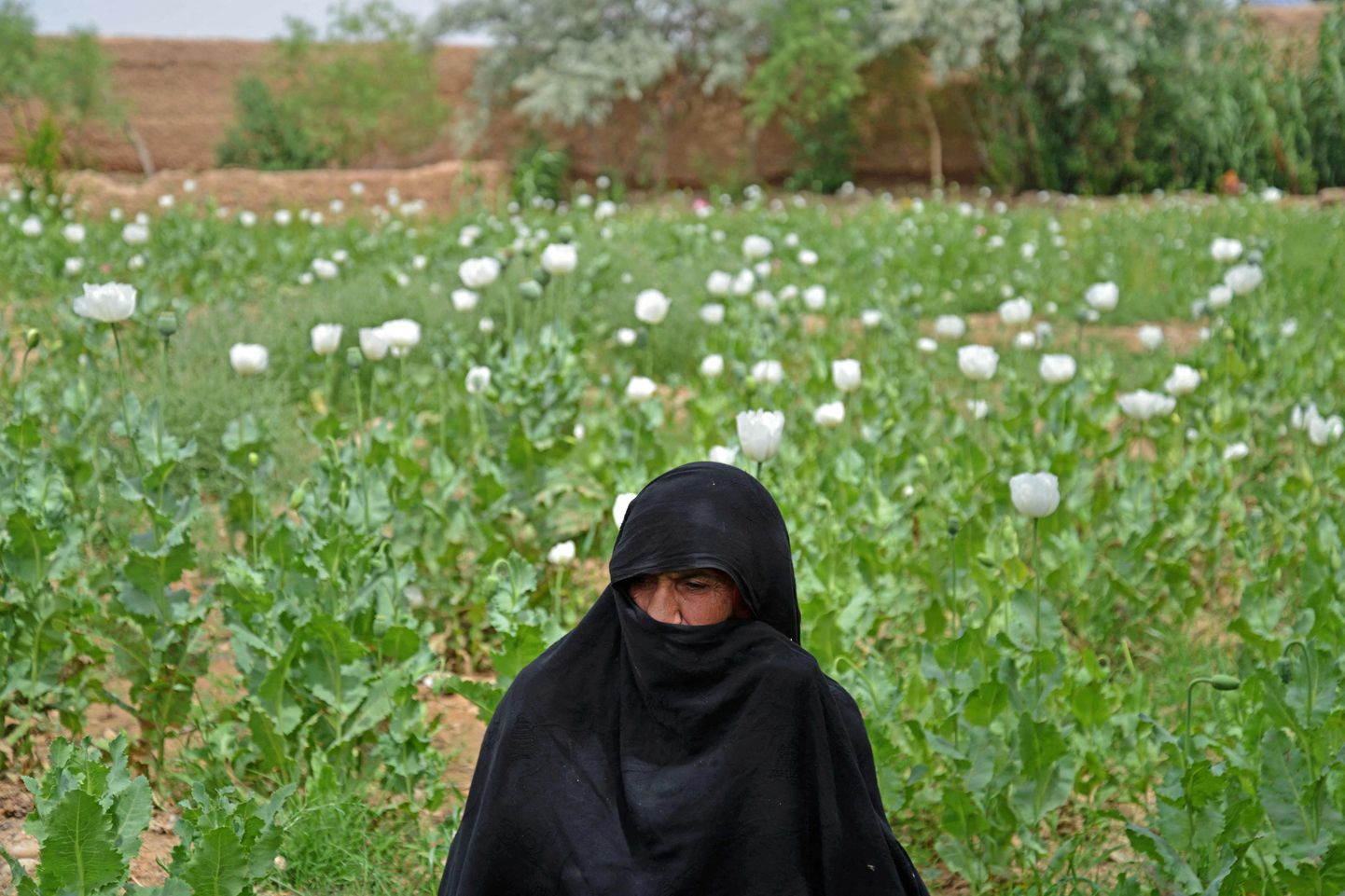 Afganistani naine istub moonikasvatuse keskel Helmandi provintsis Lashkar Gah lähistel. Pilt on illustreeriv.