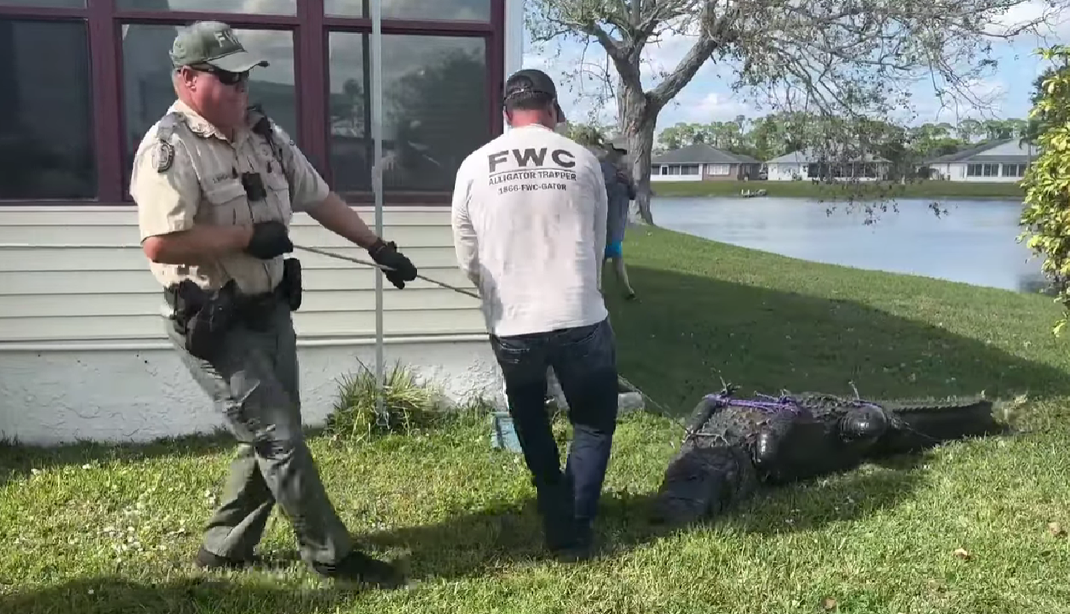 Aligators Floridā nogalina 85 gadus vecu sievieti.