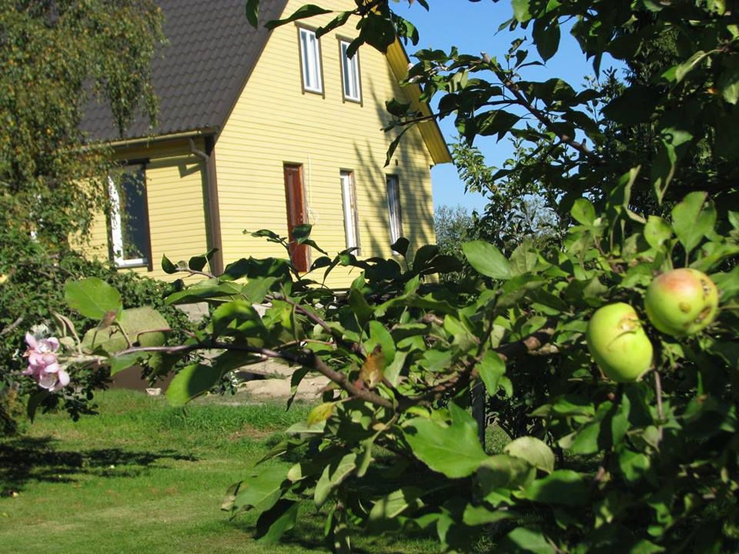 Sügisel õide puhkenud õunapuu Karjakülas