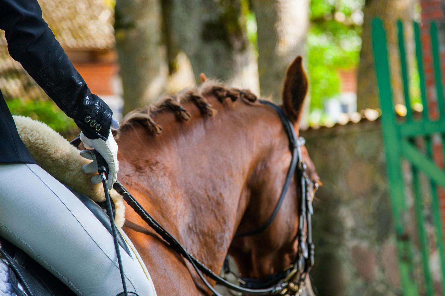 Tori hobusekasvanduses hinnatakse kogu riigi ilusamad Eesti tõugu noorhobused.