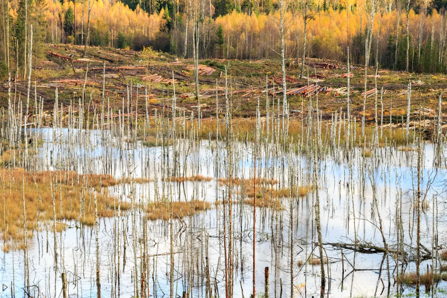 Nõukogudeaegsete reeglite kohaselt ei tohtinud lageraiet teha pinnasekaitsemetsades, parkmetsades, linnametsades, looduskaitsealade metsades, Lahemaa rahvuspargis ja looduskaitsemetsades, kokku 230 000 hektaril. Pildil Otepää looduspark tänapäeval.