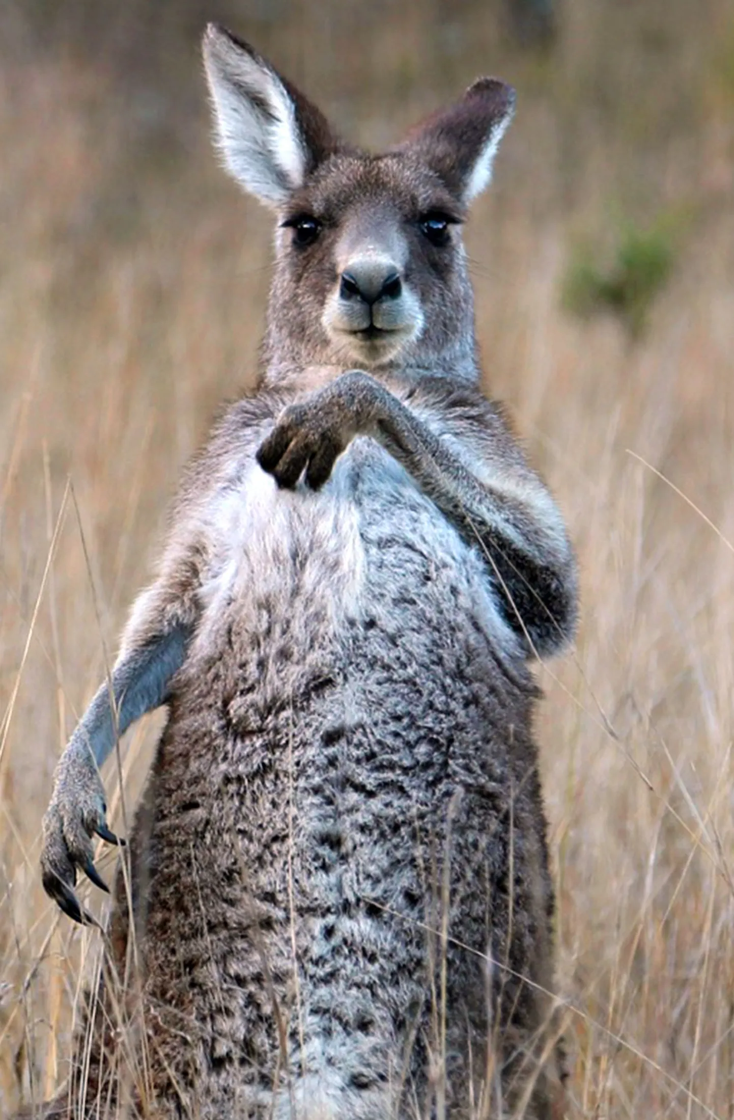 Känguru