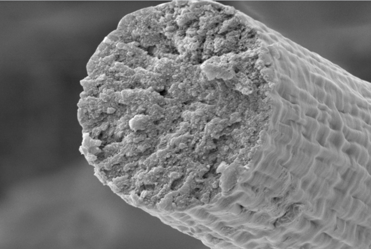 Bakterite toodetud titiinist kiud elektronmikroskoobis suurendatult.