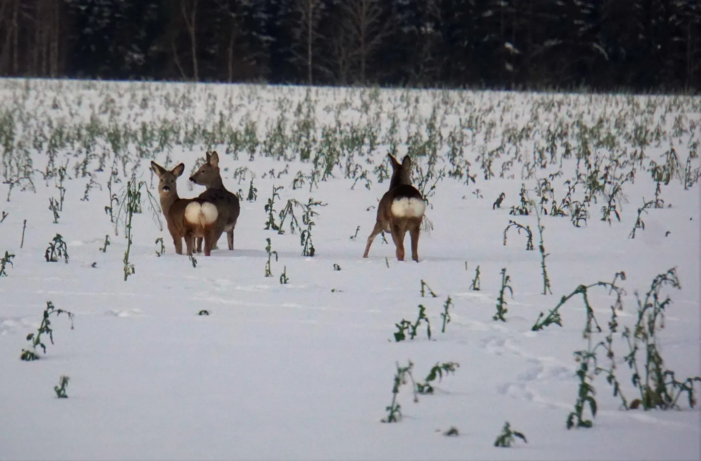 Pildile jäid kitsed, nagu oleksid nad siiami kaksikud.